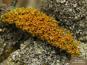 bushy orangish lichen growing on a branch