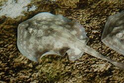 Yellow stingray mote marine.jpg