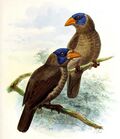 A monograph of the Capitonidæ, or scansorial barbets (20181451181), crop.jpg