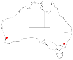 Acacia aphyllaDistMap53.png