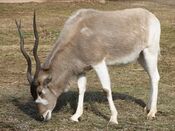 Addax at the Louisville Zoo.jpg