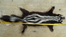 African skunk fur-skin (striped polecat (Ictonyx striatus), also called the African polecat, zoril, zorille, zorilla, Cape polecat).jpg