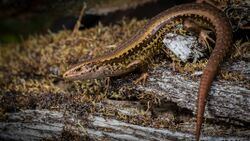 Alborns-skink-male-1920.jpg