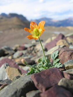 Alpine glacier poppy (4545959551).jpg