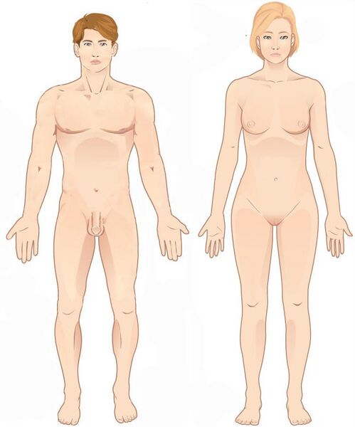 File:Anatomical position.jpg