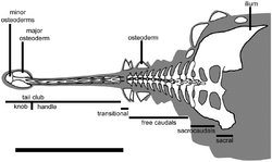Ankylosaurus tail terminology.png