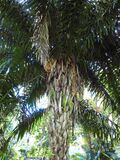 Arecaceae (Attalea rostrata ?) In Costa Rica.jpg