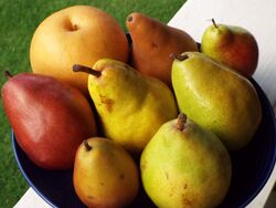Assortment of pears.jpg