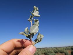 Atriplex nummularia - Stem and leaf.jpg