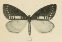 Aurevilius, 1910. Pl.2-15-Oreometra vittata.JPG