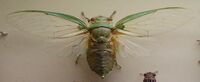 AustralianMuseum cicada specimen 20.JPG