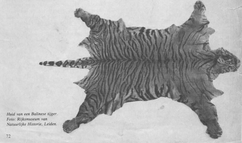 File:Bali Tiger Skin Leiden.jpg