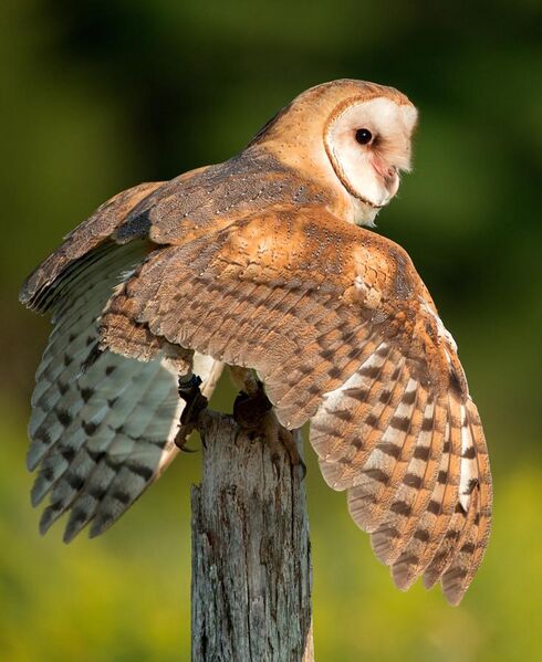 File:Barn Owl, Canada.jpg