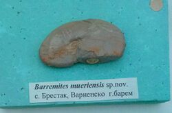 Barremites moueriensis sp. nov., Upper Barremian, Brestak, Cr1 396X1 (Coll. St. Breskovski) at the Sofia University 'St. Kliment Ohridski' Museum of Paleontology and Historical Geology.jpg