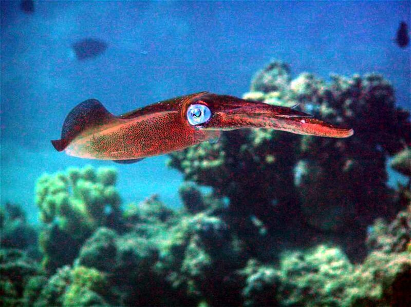 File:Bigfin Reef Squid 2.jpg