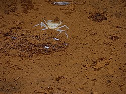 Blind Cave Crab (Cerberusa caeca) (15406597539).jpg