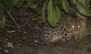 Leopard crouching under leaves at night
