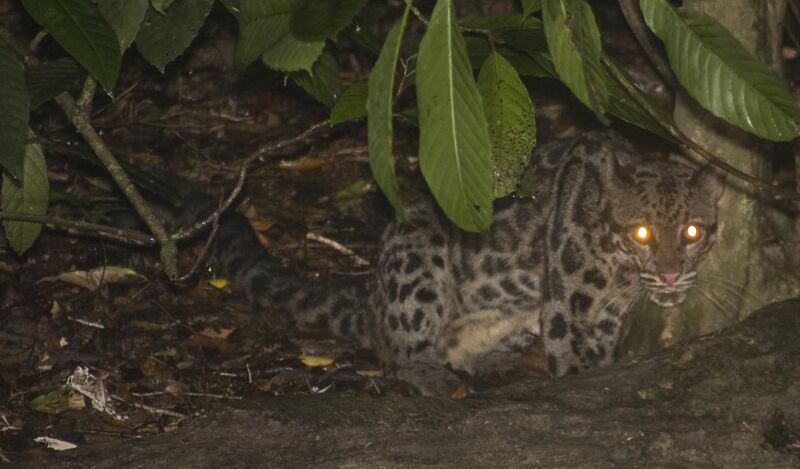 File:Borneo clouded leopard.jpg