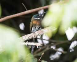 Bronzy Jacamar.jpg