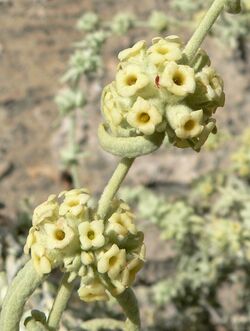 Buddleja utahensis 8.jpg