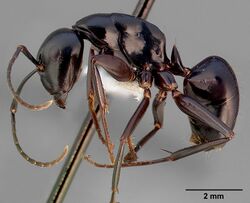 Camponotus quercicola casent0005349 profile 1.jpg