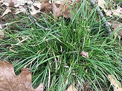 Carex communis 3845.jpg