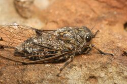 Chirping cicada by Jacob Littlejohn.jpg