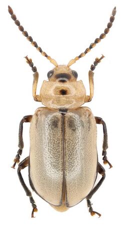 Chrysomelidae, Asbecesta cf. cincta Weise, 1904; Guinea.jpg