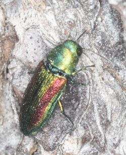 Chrysophana placida.jpg