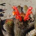 Cleistocactus acanthurus0001.jpg