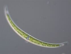 Closterium sp.jpg