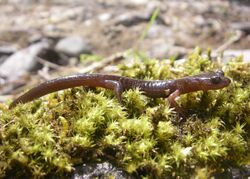 Clouded salamander calf creek miles odfw (4427770612).jpg