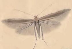 Coleophora lusciniaepennella ill.JPG