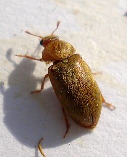 Coleoptera - Byturus sp. (2717566731).jpg