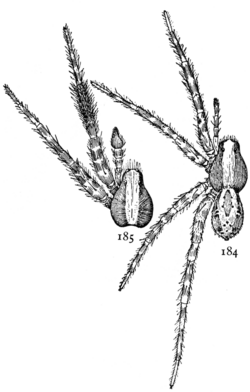 Common Spiders U.S. 184-5.png