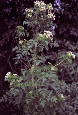 A The poison hemlock plant.
