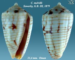 Conus melvilli 2.jpg