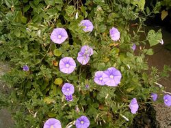 Convolvulus sabatius 01 ies.jpg