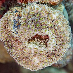 Coral (Galaxea fascicularis), mar Rojo, Egipto, 2023-04-18, DD 65.jpg