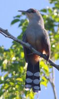 DRbirds Hispaniolan-Lizard Cuckoo 2c.jpg