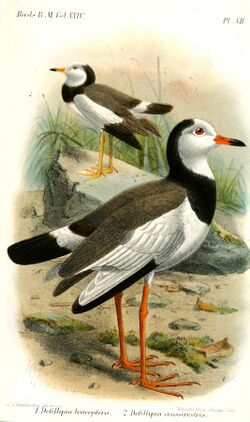 Drawing of two long-toed lapwing subspecies, differing in extent of black on primary wing feathers