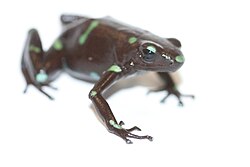 Dendrobates auratus in Lightbox 1.jpg