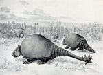 Doedicurus and Glyptodon.jpg
