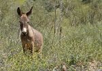 Donkey in Dana Reserve.jpg