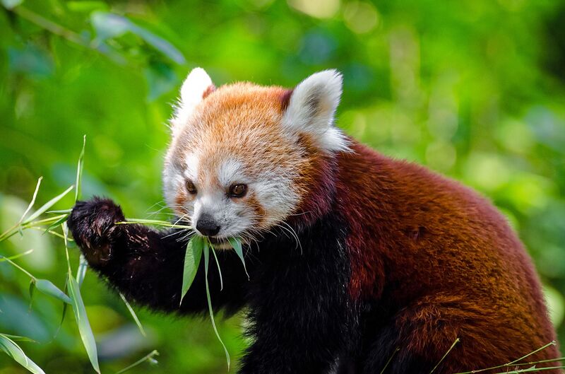 File:Endangered Red Panda.jpg