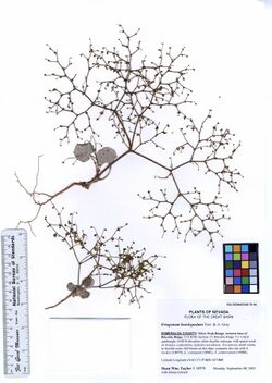 Eriogonum brachypodium (6054139262).jpg