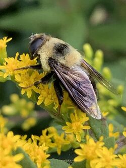 Eristalis flavipes 51268204.jpg