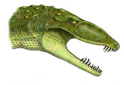 Erpetosuchus.jpg