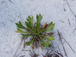 Eryngium cuneifolium.jpg