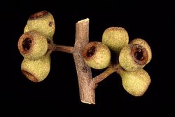 Eucalyptus mckieana fruit.jpg